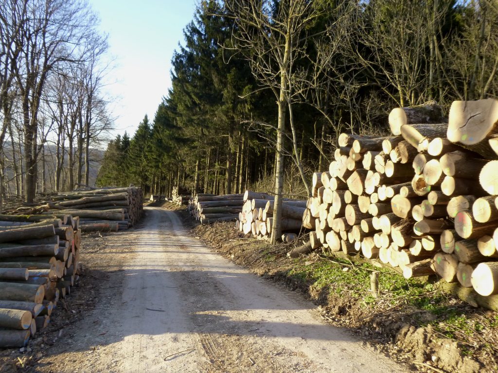 Bank Holz